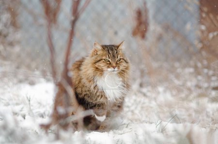 Foto de Lindo gato siberiano esponjoso caminando al aire libre en invierno patio rural, mascota sentada en la nieve con la pata levantada para ahorrar calor, animal instintivo concepto de sabiduría - Imagen libre de derechos