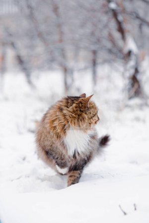 Téléchargez les photos : Mignon chat sibérien moelleux marchant à l'extérieur dans la cour rurale d'hiver, animal de compagnie debout dans la neige avec patte levée pour économiser la chaleur, concept de sagesse instinctive animale - en image libre de droit