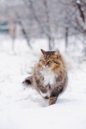 Photo for Cute fluffy Siberian cat walking outdoors in winter rural yard, pet standing in snow with raised up paw to save heat, animal instinctive wisdom concept - Royalty Free Image