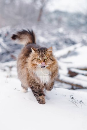 Foto de Lindo gato siberiano esponjoso caminando al aire libre en invierno patio rural, mascota de pie en la nieve con la pata levantada para ahorrar calor, animal instintivo concepto de sabiduría - Imagen libre de derechos