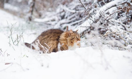 Téléchargez les photos : Beau chat dans le jardin d'hiver, chat sibérien moelleux marchant dans la cour rurale sur fond de neige blanche, animaux de compagnie sur la nature - en image libre de droit