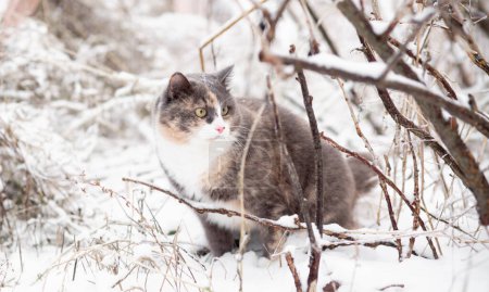 Téléchargez les photos : Beau chat gris drôle marchant à l'extérieur dans la cour rurale sur fond de neige blanche, animaux de compagnie sur la scène rurale nature hiver - en image libre de droit