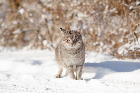 Téléchargez les photos : Portrait de drôle chat gris tabby marchant sur la nature hivernale, debout dans la neige sur fond de buisson, la vie de l'animal de compagnie - en image libre de droit