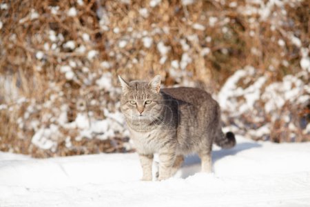 Téléchargez les photos : Portrait de chat gris tabby marchant sur la nature hivernale, debout dans la neige sur fond de buisson, la vie de l'animal - en image libre de droit