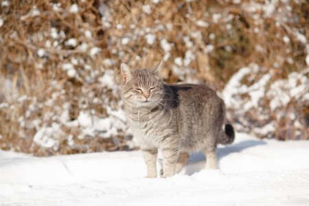 Téléchargez les photos : Portrait de chat gris tabby marchant sur la nature hivernale, debout dans la neige sur fond de buisson, la vie de l'animal - en image libre de droit