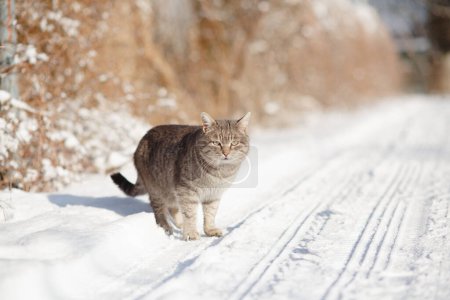 Téléchargez les photos : Beau chat gris tabby debout sur une route rurale recouverte de neige avec des traces de pneus, animal de compagnie prudent marchant sur la nature hivernale - en image libre de droit