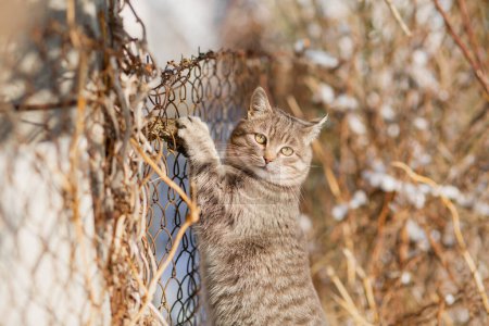 Téléchargez les photos : Portrait de chat rayé drôle grimpant une branche sur une clôture, animal de compagnie marchant à l'extérieur sur la nature - en image libre de droit