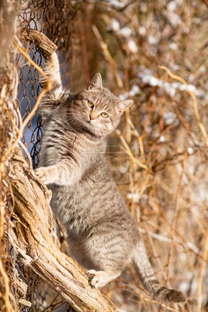 Téléchargez les photos : Portrait de chat rayé drôle grimpant une branche sur une clôture, animal de compagnie marchant à l'extérieur sur la nature - en image libre de droit
