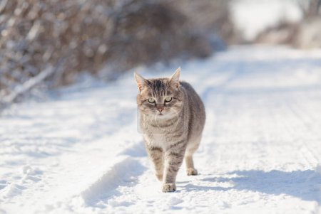 Téléchargez les photos : Chat gris tabby debout sur une route rurale recouverte de neige, animal de compagnie prudent marchant sur la nature hivernale - en image libre de droit