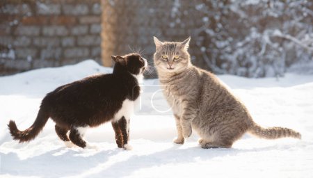 Téléchargez les photos : Deux chats garçon et fille rencontré dans la rue rurale et curieusement renifler l'autre, concept de relations animales - en image libre de droit