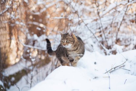 Téléchargez les photos : Drôle chat tabby assis sur une clôture couverte de neige, animal de compagnie marchant à l'extérieur sur la nature hivernale, scène rurale - en image libre de droit