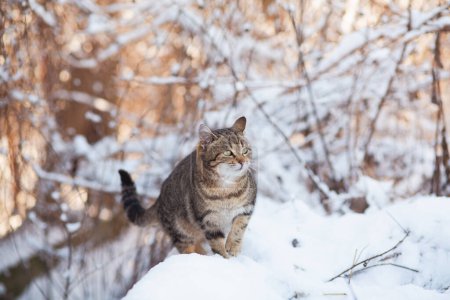 Téléchargez les photos : Drôle chat tabby assis sur une clôture couverte de neige, animal de compagnie marchant à l'extérieur sur la nature hivernale, scène rurale - en image libre de droit