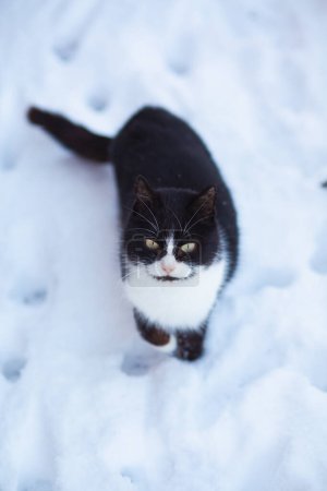 Téléchargez les photos : Portrait de chat noir et blanc drôle regardant vers le haut à l'extérieur, animal de compagnie sur fond de neige avec des empreintes de pattes, vue de dessus - en image libre de droit
