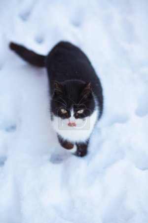 Téléchargez les photos : Portrait de drôle de chat noir et blanc levant les yeux et léchant à l'extérieur, animal de compagnie sur fond de neige avec des empreintes de pattes, vue de dessus - en image libre de droit
