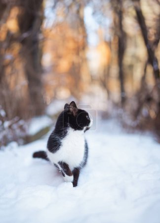 Téléchargez les photos : Portrait hivernal de chat noir et blanc chassant à l'extérieur, animal de compagnie sur fond de nature enneigée, concept animalier - en image libre de droit