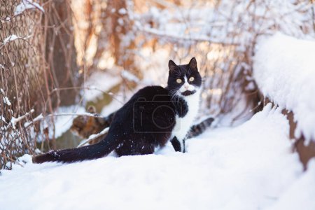 Téléchargez les photos : Portrait d'hiver de chat noir et blanc avec drôle de coloration marchant à l'extérieur, animal de compagnie sur fond de nature enneigée - en image libre de droit