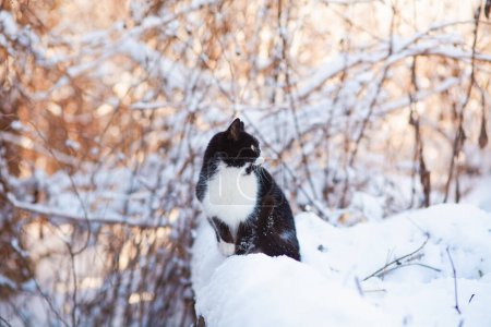 Téléchargez les photos : Mignon chat noir et blanc assis sur la clôture couverte de neige, animal de compagnie marchant à l'extérieur sur la nature hivernale, scène rurale - en image libre de droit