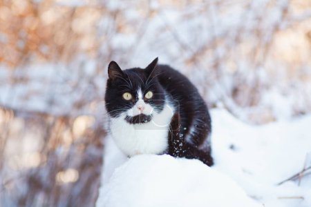 Téléchargez les photos : Portrait d'hiver de chat noir et blanc avec drôle de coloration marchant à l'extérieur, animal de compagnie sur fond de nature enneigée - en image libre de droit