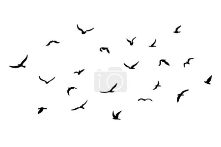 Ilustración de Una bandada de pájaros voladores de silueta. Negro sobre fondo blanco. Ilustración vectorial - Imagen libre de derechos