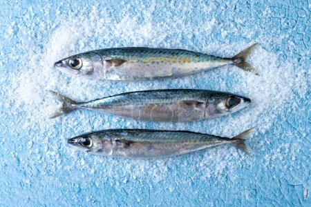 Photo for Raw mackerel fish with salt around on blue background - Royalty Free Image