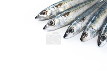 Photo for Raw mackerel fish isolated on white background. Top view. Copy space - Royalty Free Image