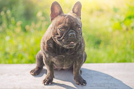Photo for Portrait of a young dog. French bulldog black with brindle color sits on the background of nature. - Royalty Free Image