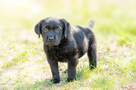 Portrait of a dog one month old labrador retriever puppy. Black labrador on green grass.