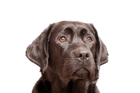 Téléchargez les photos : Portrait d'un jeune chien de compagnie. Labrador retriever chiot noir isolat sur blanc. - en image libre de droit