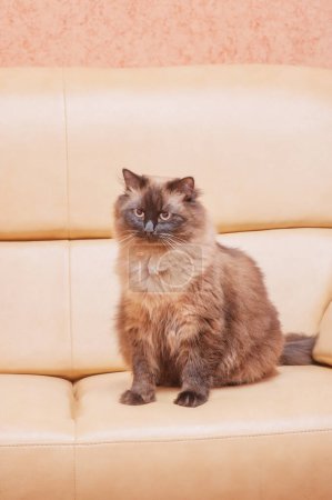 Photo for Nevsky masquerade cat on a beige leather sofa. The young cat is decorated with a color point. - Royalty Free Image
