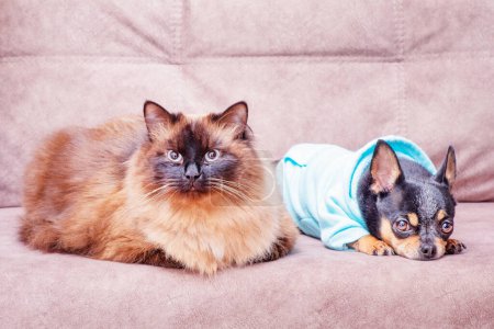 Photo for A cat and a dog on the couch. Animals, pets. Neva Masquerade and Chihuahua. - Royalty Free Image