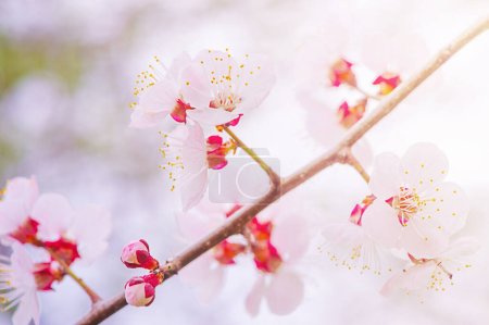 Téléchargez les photos : Blanc avec des fleurs roses sur une branche d'arbre. Floraison des arbres au printemps. - en image libre de droit