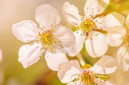 Foto de Flores de cerezo en un día soleado. La naturaleza cobra vida. La primavera ha llegado, los árboles están floreciendo. - Imagen libre de derechos