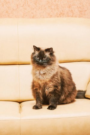 Photo for Beautiful adult cat portrait. A cat of the Neva Masquerade breed on a beige sofa at home. - Royalty Free Image