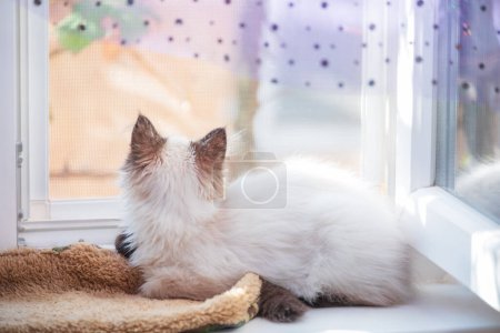 Photo for The kitten lies on the windowsill. The cat is beige with brown coloring at home. - Royalty Free Image