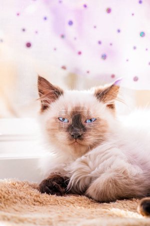 Photo for Portrait of a kitten at home. A kitten of the Neva masquerade breed looks into the frame. - Royalty Free Image