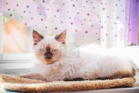 Photo for A small kitten lies on the windowsill. Neva masquerade silk point kitten with blue eyes. - Royalty Free Image