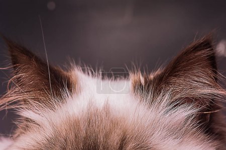 Photo for Cat ears macro photo. The kitten's ears are brown with beige on a black background. - Royalty Free Image