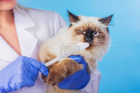 Photo for A kitten of the Neva masquerade breed on care procedures. A veterinarian cleans a cat's teeth. - Royalty Free Image