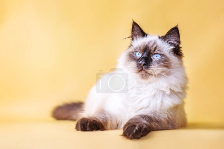 Photo for Cat junior of the Neva masquerade breed with blue eyes. Kitten on a yellow background. - Royalty Free Image