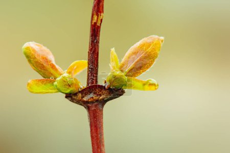 Photo for Young green leaves of honeysuckle in spring - Royalty Free Image