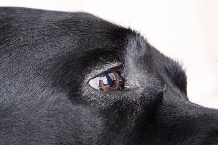 Photo for The eye of a Labrador retriever dog. Eye of a black dog. - Royalty Free Image