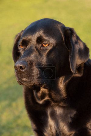 Photo for A black dog of the Labrador retriever breed on a background of grass in the light of the sunset - Royalty Free Image