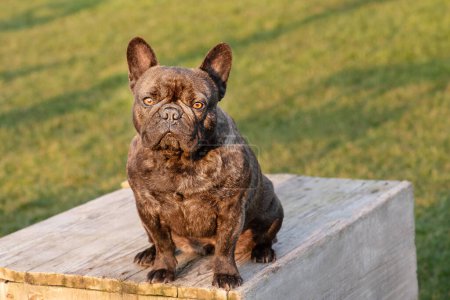 Photo for French bulldog dog on a grass background - Royalty Free Image