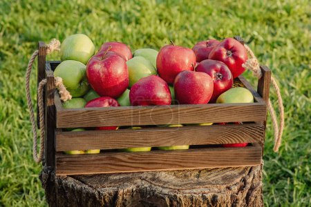 Photo for Apples on a background of green grass. Green and red apples in a wooden box on a stump. - Royalty Free Image