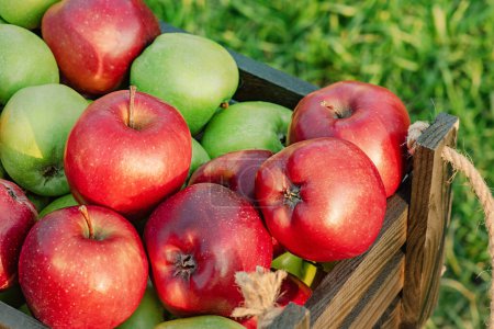 Photo for Red and green apples in a wooden box on a sunny day on a green grass background. Fruits, harvest - Royalty Free Image