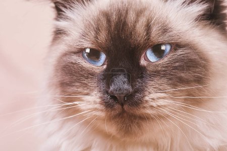 Photo for The cat of the Neva masquerade breed is beige and brown. A kitten with blue eyes on a beige. - Royalty Free Image