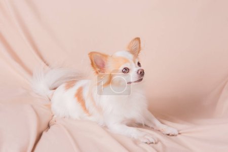 Photo for Small long-haired chihuahua dog on a pink blanket - Royalty Free Image