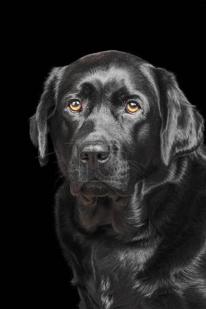 Photo for Black labrador retriever on a black background isolate - Royalty Free Image
