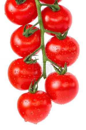 Photo for Cherry tomatoes with drops on branch - Royalty Free Image