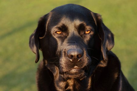 Photo for Black labrador retriever with brown eyes on a background of green grass. Portrait of a dog. - Royalty Free Image